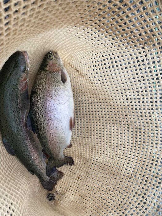 Форель от производителя