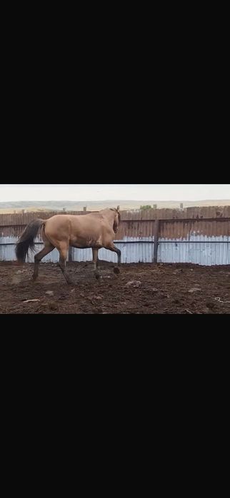 Продается жеребец 7 лет крупный
