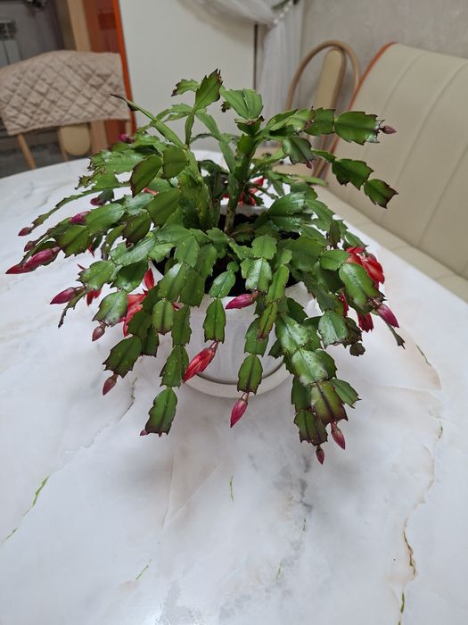 Продам комнатный цветок декабрист