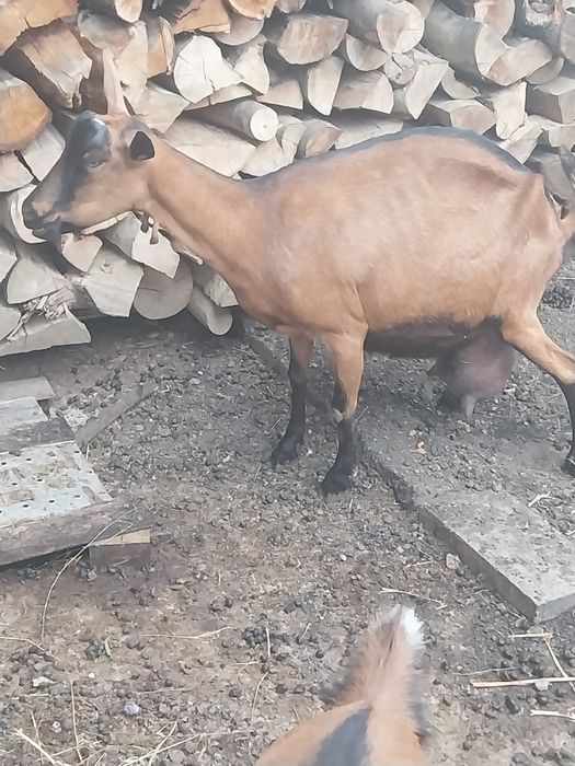 Vând capra alpina franceză