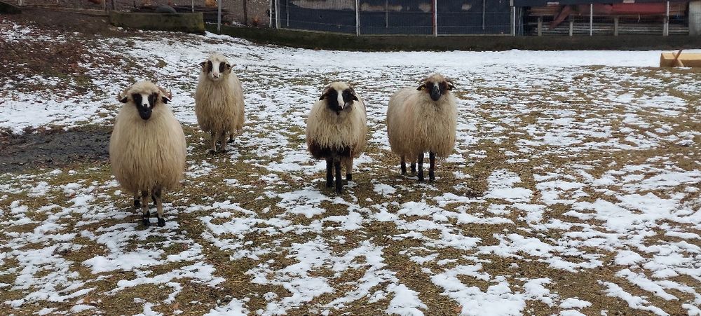 Oi de vânzare .turcane