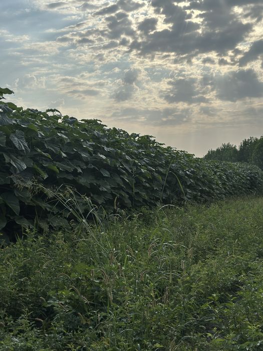 Павлония Pavlovniya bor