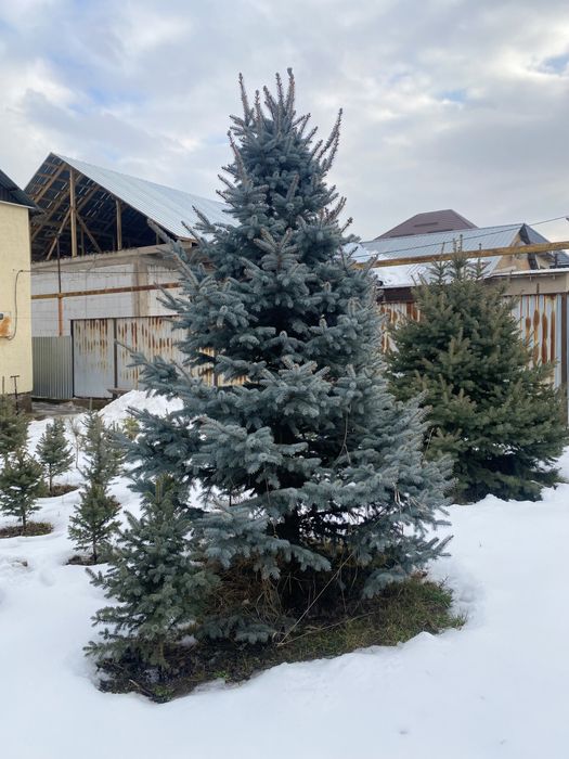 Ёлки Шыршалар