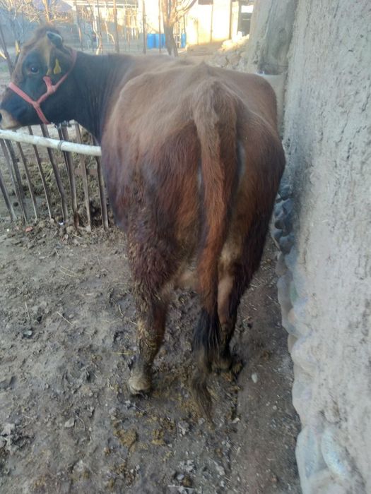 Ona bola sigir sotiladi