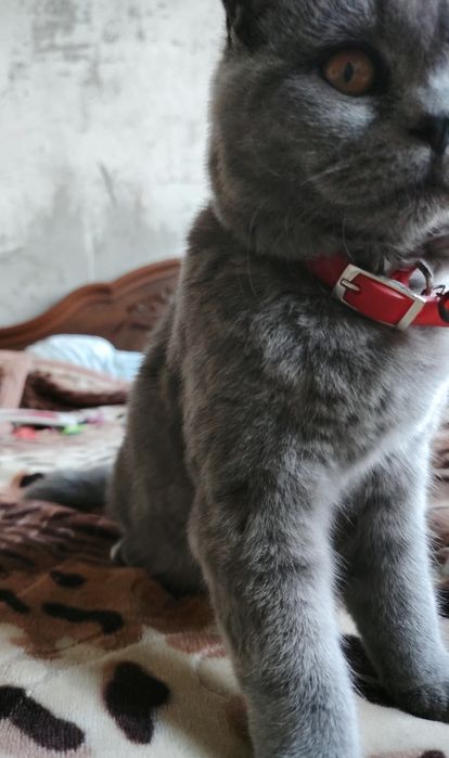 Срочно продам свою кошку