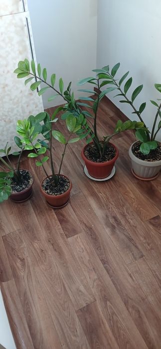 Бу цена договорная