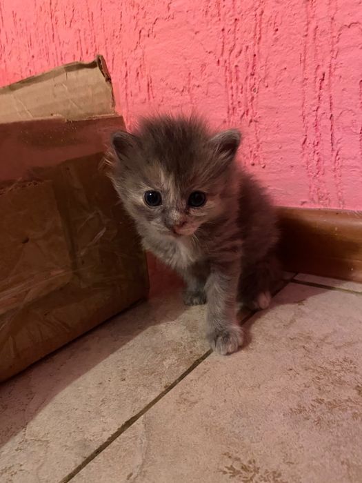 Котята отдам в хорошие руки