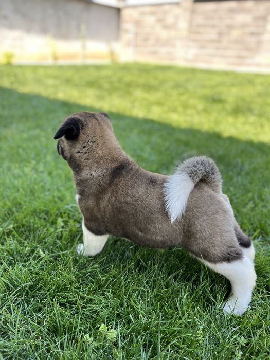 Akita American Femela