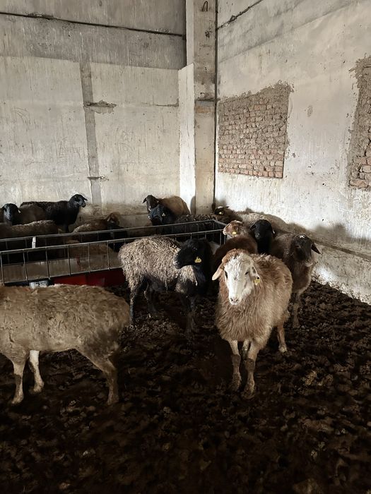 Шаруа қойлар сатамын