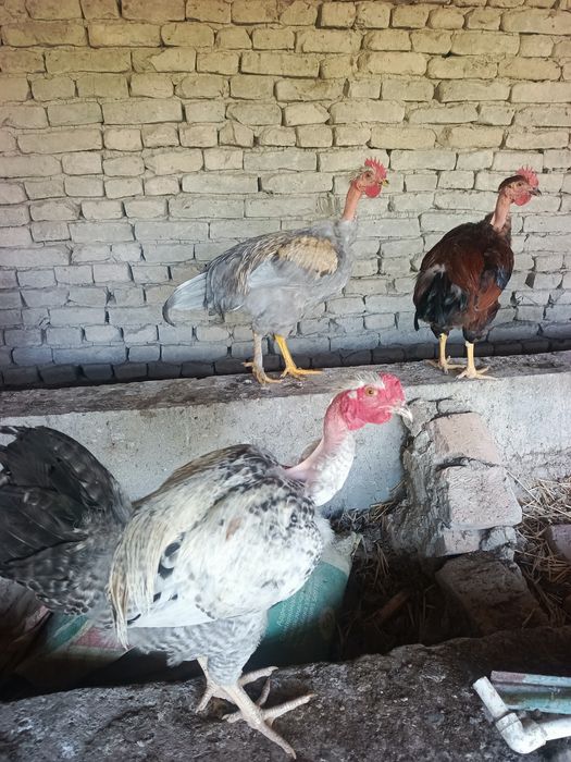 Галашейка товуклар