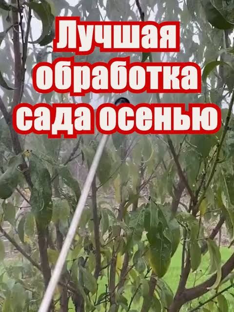 Обрезка, стрижка спил, дезенфекция обработка деревьев Садовник Богбон.