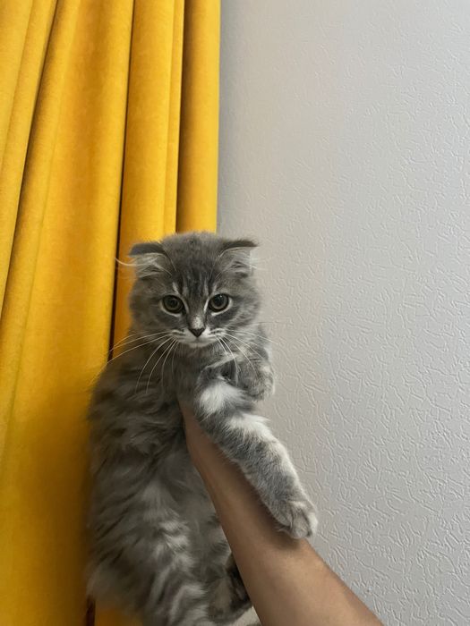 Шотландский кошка