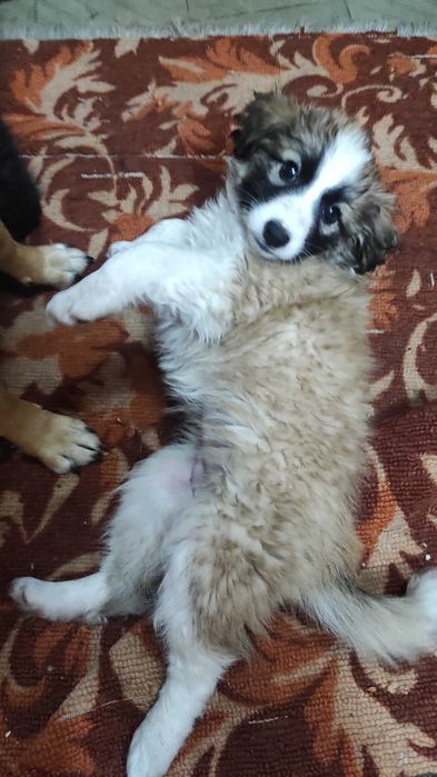 Отдам щенков в добрые руки.