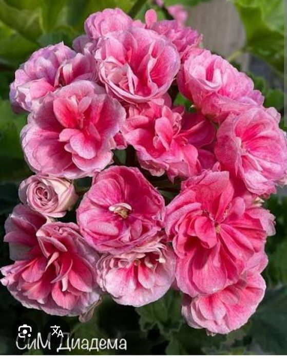 Продам черенки пеларгонии