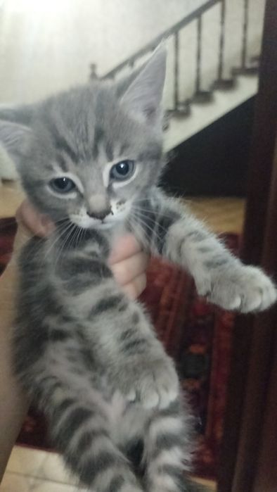 Отдаю котёнка бесплатно!