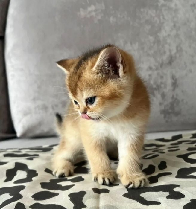 Золотая шиншилла скоттиш страйт котята