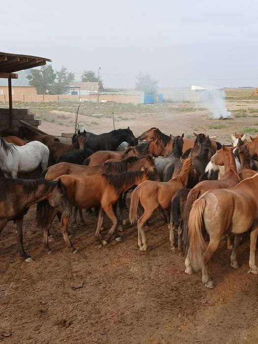 Байтал жас жылқы кулан