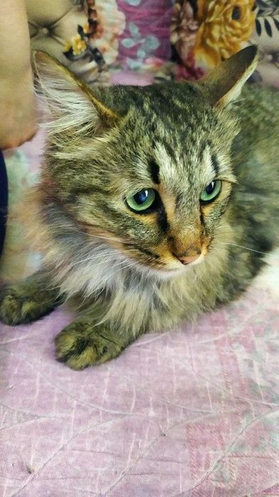 Передержка домашних животных