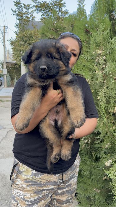 Алиментный щенок немецкой овчарки