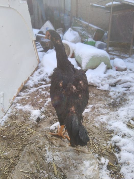 Shamo tovuq sotiladi