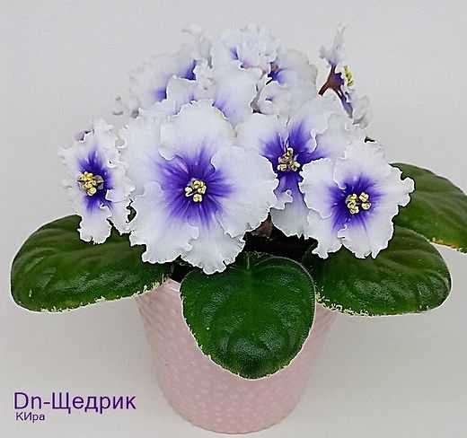 Фиалка (сенполия) Dn-Щедрик