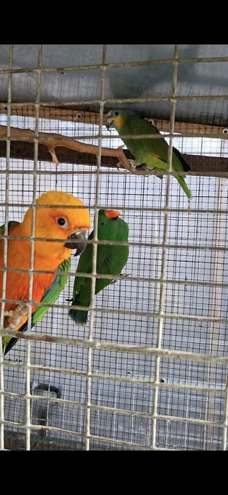 Mascul Amazon de Venezuela