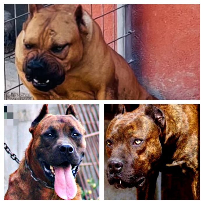 Alano spaniol rasa unica