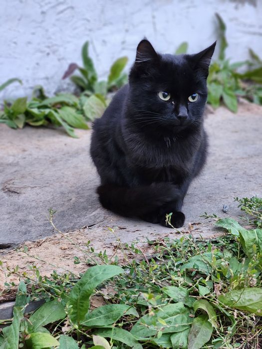 Срочно отдам котенка в добрые руки!