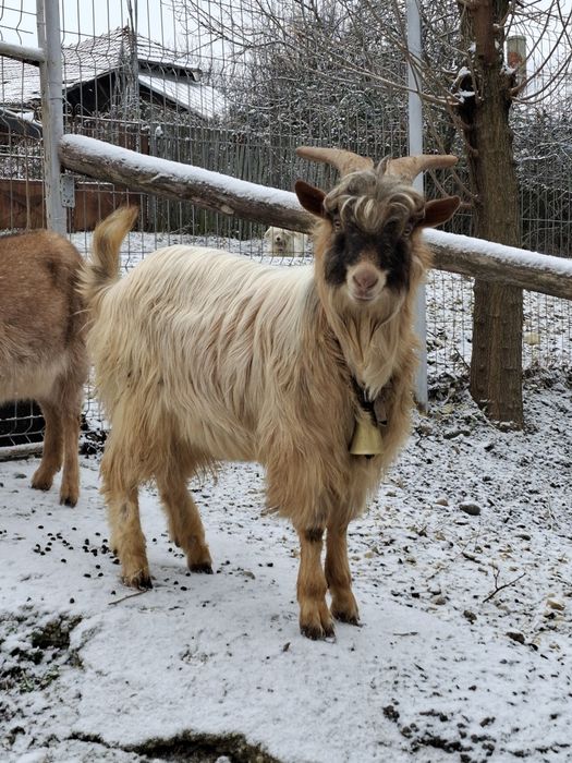 La vânzare 2 capre gestante și un țap