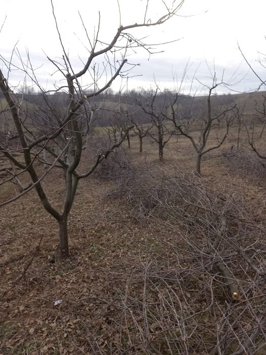 Tuns pomi, vita de vie, ingrijire livezi