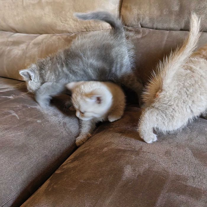 Котки късокосмести Британки