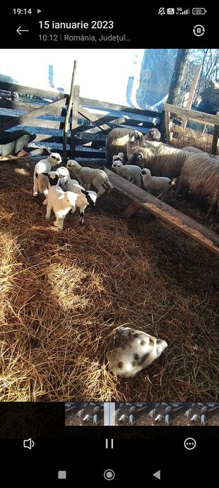 Vând 150 de oi cu miei