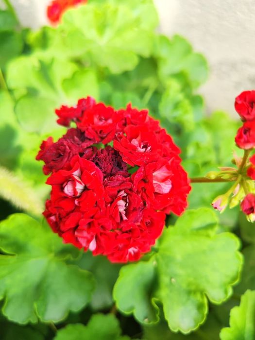 Продам герань , разная