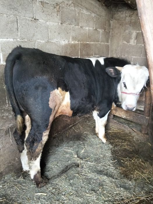 Vând taur bălțat german