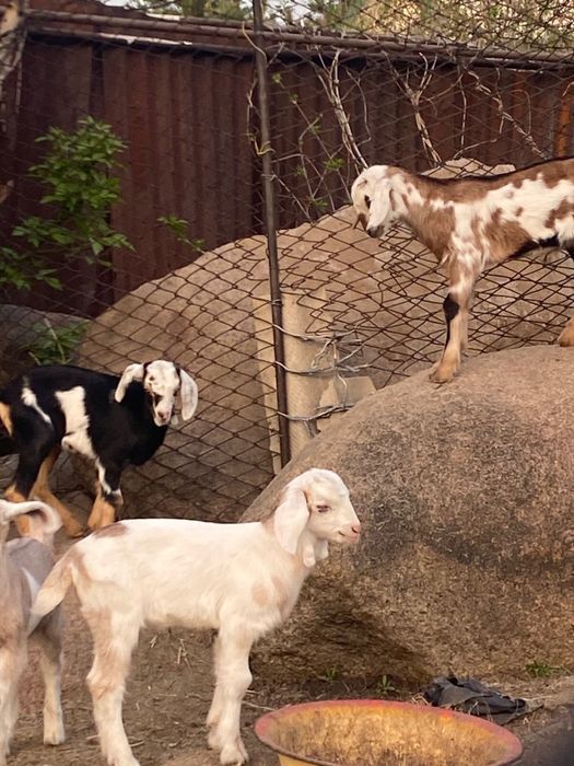 Лақтар тез арада сатылады