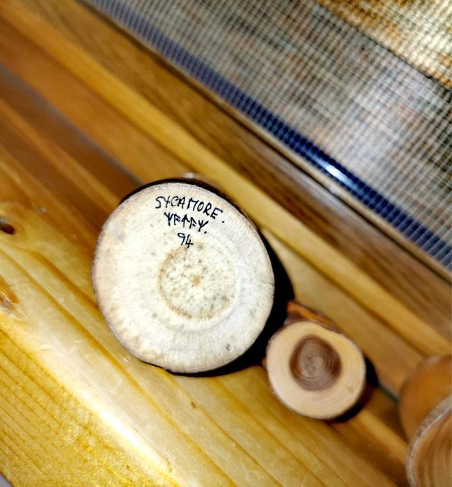 Гъби дърво Ръчно стругован дървен декор гъби - Sapele Wood 4 бр.