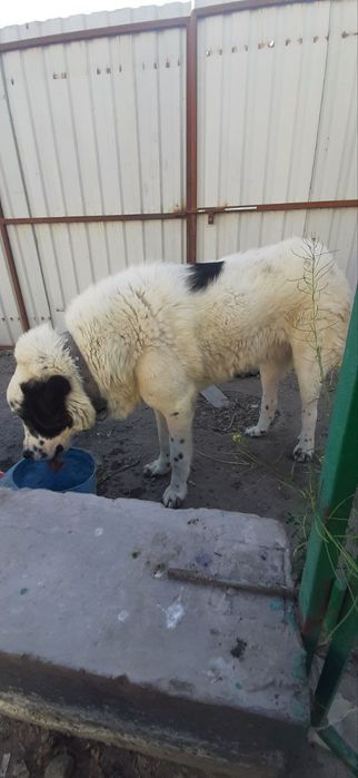 Alabay kuchuk 2 yoshar