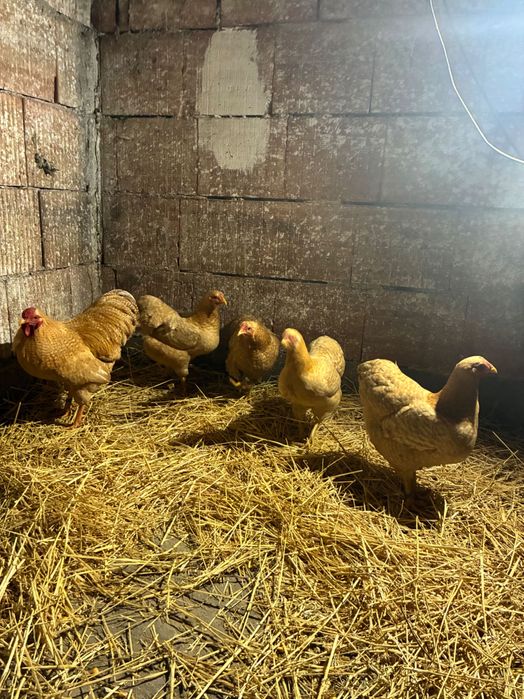 Ouă pentru incubat de vânzare