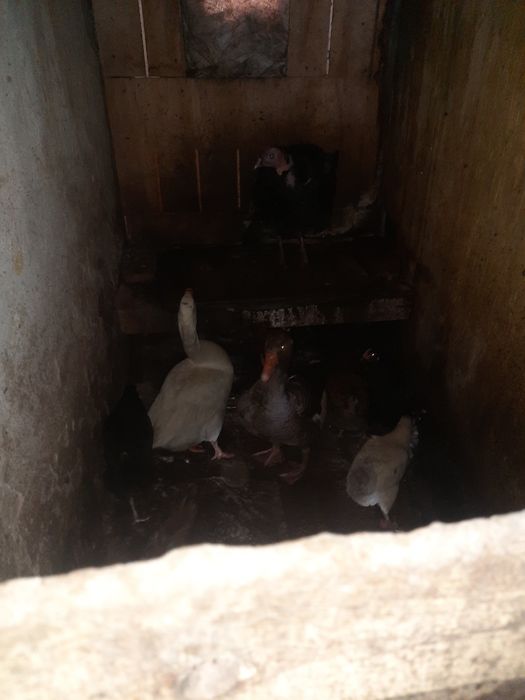 Продам домашних птиц