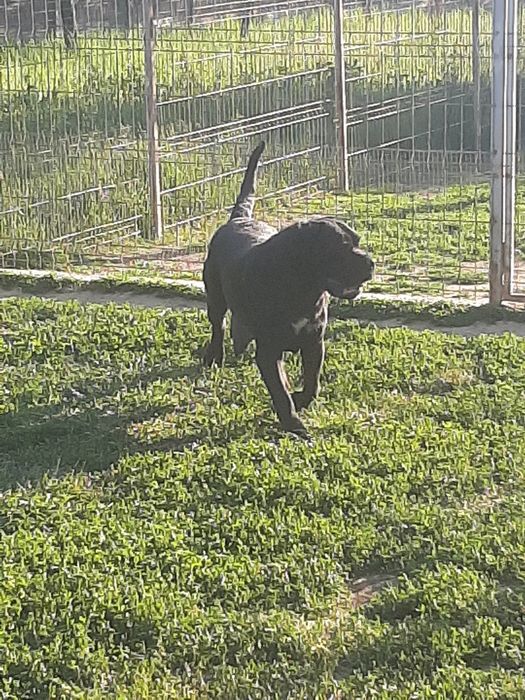 Mascul cane corso negru
