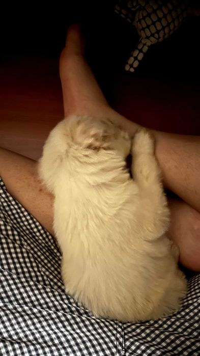 Золотистый ретривер, 1,7 месяца(СРОЧНО)