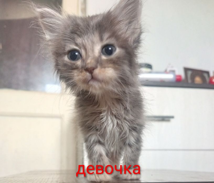 Отдам даром котят смесь с Мейн Куном