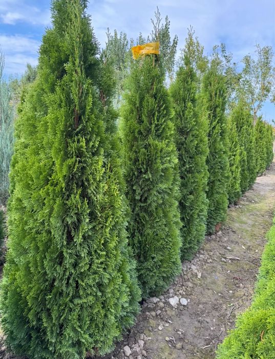 Саженцы көшеттер барлық түрі бар