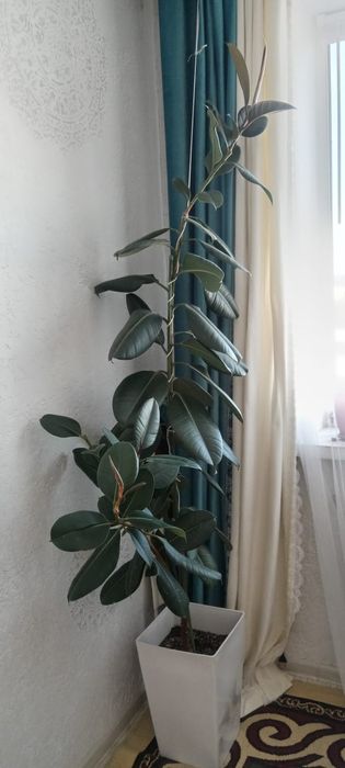 Продам цветы фикус