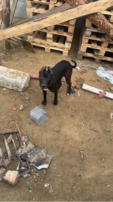 Пит-бультерьер 1 год