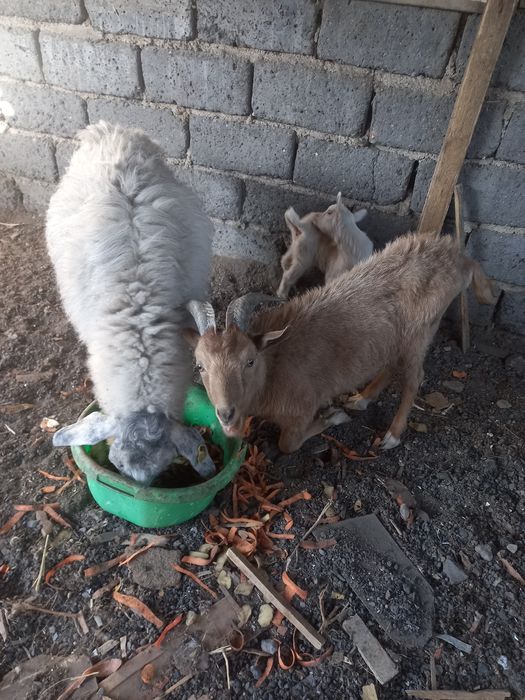 Козы породистые красивые