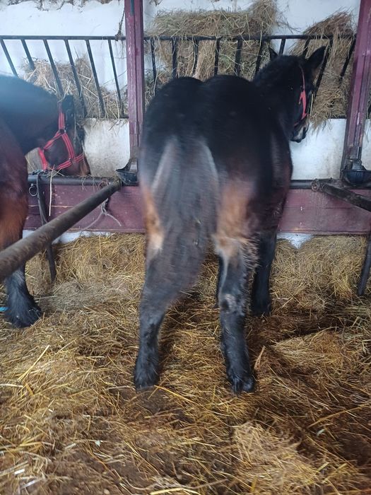 Manz de vanzare frumos manzu este in mocrea negru