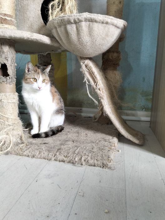 Чудо котятки красавчики