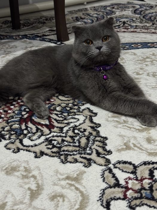 Skotish fold britanskiy