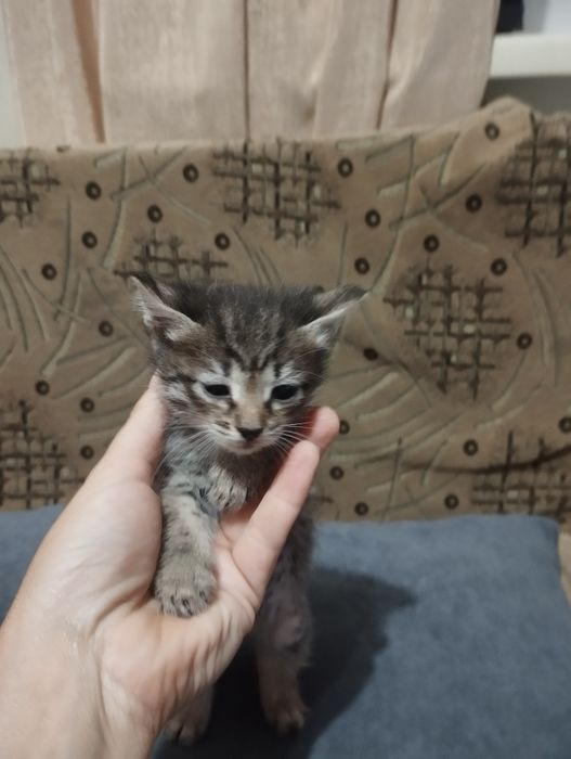 Дарю котят в добрые руки